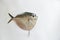 Fresh Razor moonfish/Razor Trevally Fish isolated on whitebackground
