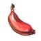 Fresh red banana, sweet organic tropical fruit, vegetarian food ingredient, close-up, isolated, hand drawn watercolor