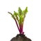Fresh red beetroot young sprouts and leaves, front view. Beetroot leaves isolated on white background. Winter vitamins for vegetar