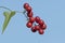 Fresh red berries of Mediterranean smilax vine