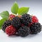 Fresh Red And Black Blackberries - Dark Magenta And White Style