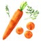 Fresh red carrot with green leaves, whole object and slice, close-up, organic food, vegetable, isolated, package design