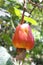 Fresh red cashew nut fruit on branch tree in the garden