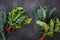 Fresh  red chard and Tuscan kale leaves on dark background