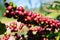 Fresh red coffee berries beans background.arabica coffee berries in organic coffee plantation