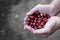 Fresh red coffee berries beans in coffee plantation.arabica coffee berries with agriculturist hands