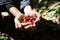 Fresh red coffee berries beans in coffee plantation.arabica coffee berries with agriculturist hands