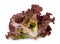 Fresh red coral salad or red lettuce isolated on the white