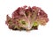 Fresh red coral salad or red lettuce isolated on the white