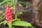 fresh red Costus spicatus flower macro with green leaves in botany garden with copyspace