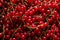 Fresh red currant background