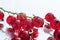 fresh red currant berries photographed closeup isolated on a white background