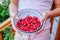 Fresh red dogwood berries in hands