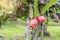 Fresh red dragon fruit or Pitaya growing on the farm for harvesting on a sunny day