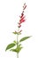 Fresh red flowering Salvia elegans on white background