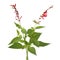 Fresh red flowering Salvia elegans on white background