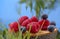 Fresh red forest Raspberry and Blueberry, scattered on a beautiful stump