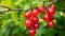 Fresh red gooseberry on a branch of a gooseberry bush in the garden. A red berry bush. generative ai