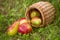 Fresh red green apples and pears in a wicker basket scattered in green grass on nature background closeup