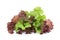 Fresh red and green coral salad or red lettuce isolated on the white