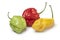 Fresh red, green and yellow scorpion chili peppers on white background