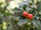 Fresh red healthy small tomatoes