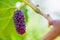 Fresh red mulberry fruits on tree branch