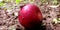 Fresh red organic apple  on land horizontal background