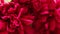 Fresh red peony background. Blooming peony flower blooms, closeup. Spring concept