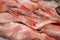 Fresh Red perch fish, raw ocean perch, headless in a pile redfish at fish market