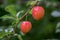 Fresh red plums hanging in the tree