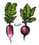Fresh red radish with leaves. Vegetables, farm organic food vector illustration