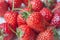 Fresh red ripe strawberries