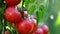 Fresh red ripe tomatoes on the branch. Organic