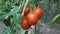 Fresh Red Ripe Tomatoes Grown on Bush in Garden