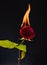 Fresh red rose flower blazing with hot flame and sparks dark background, burning