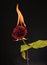 Fresh red rose flower blazing with hot flame and sparks dark background, burning