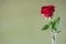 Fresh red rose flower on khaki color background