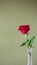 Fresh red rose on olive panoramic background