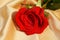 Fresh red rose, symbol of love