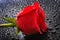 Fresh Red Rose with Water Dops Romantic Beauty