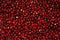 Fresh red seeds of pomegranate. Food pattern texture background. Organic super food. Ready to eat.