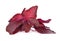 Fresh Red spinach or red amaranth on white