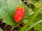 fresh red strawberries in the garden at noon in tiom, lannyjaya