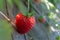 Fresh red strawberries, grow outside the soil