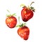 Fresh red strawberries, summer sweet berry isolated, close-up, package design element, organic vegetarian food, hand