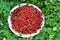 Fresh red sweet currant berries on plate on green field grass