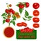Fresh red tomatoes - branch, bush, leaf, whole, half, slice and crate.