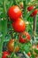 fresh red tomatoes still on the plant