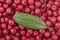 Fresh red toyon fruits with green leaf`